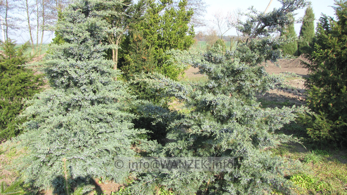 Juniperus virginiana Grey Owl aufrecht 2,5m 01.JPG